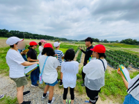 野菜2