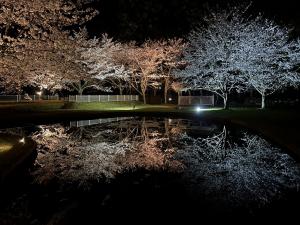 桜のライトアップ