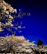 桜1