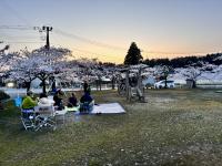 桜2