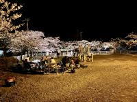 桜3