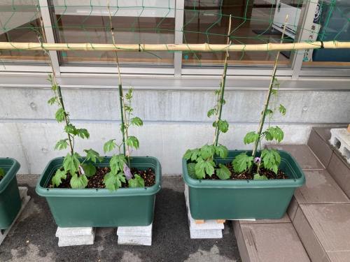 ゴーヤの苗