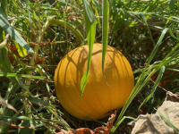 中カボチャ