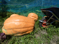 大カボチャ