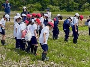むぎふみ②