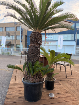 植栽
