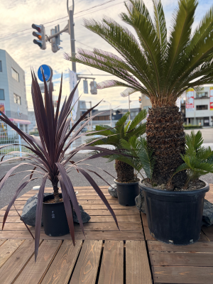 植栽