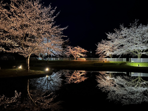 桜