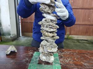全日本岩ガキの殻積み上げ選手権