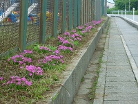 シバザクラの植栽