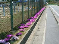 小学校の児童が植えたシバザクラ