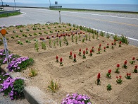 早川集落の花壇