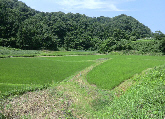 河内の景色