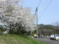 ダム湖の桜