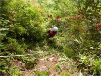 鷲ヶ巣山登山道整備