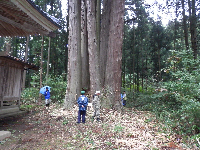 熊野神社七本杉