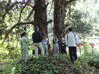 薦川集落二本杉