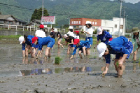 古渡路田植え