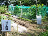 荒川地区（荒島）