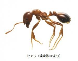 赤っぽくツヤツヤしている。腹部は暗め。働きアリの大きさが2月5日ミリメートルから6月5日ミリメートル。先端がこん棒上の2節の大きな触角があり、背中には2つのコブがある。腹部先端に毒針がある。